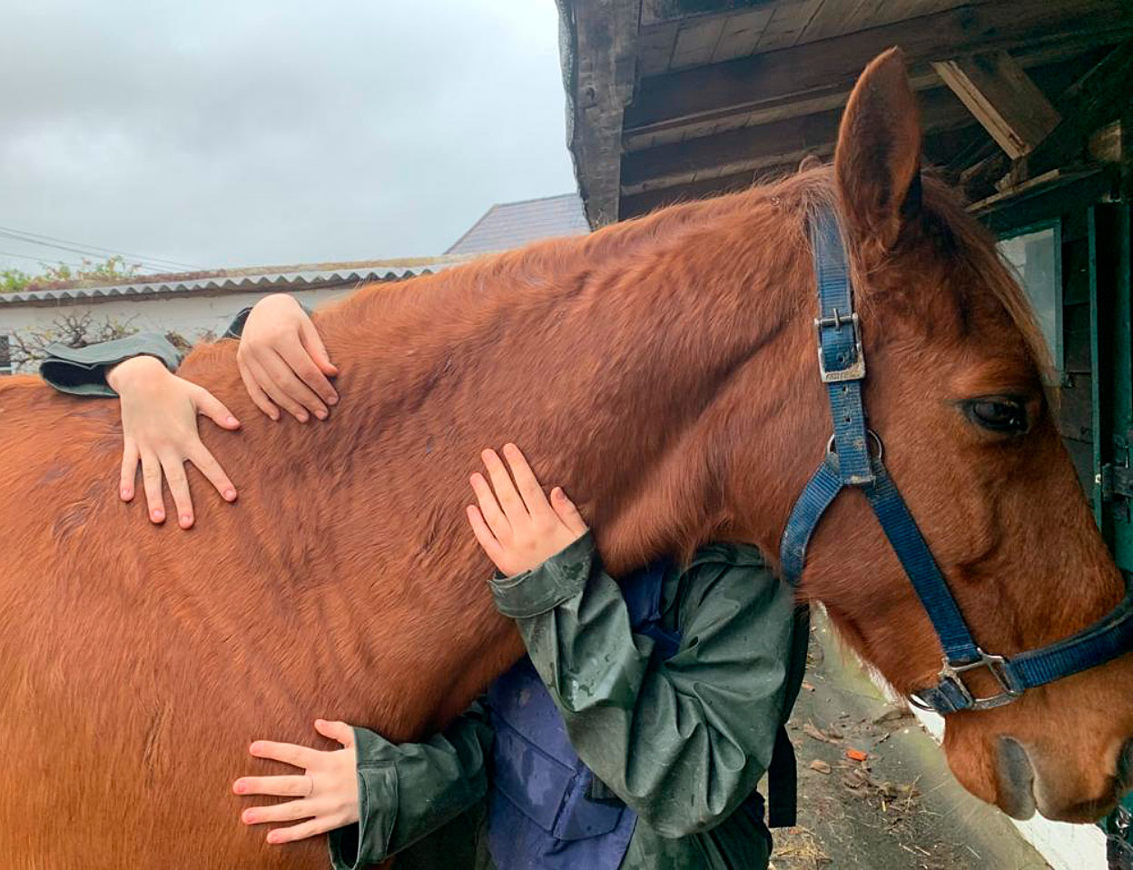 A horse being hugged by several hands